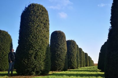 1200x800px Home_0000_Taxus baccata bijenkorven IMG_20191218_125434